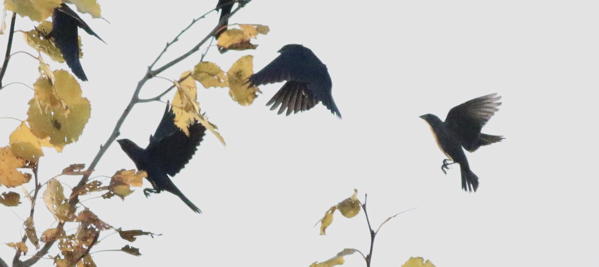 Brown-headed Cowbird - ML306456741