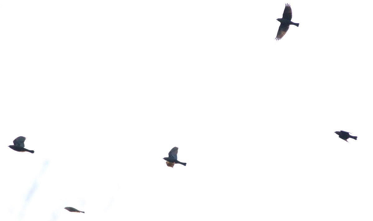 Brown-headed Cowbird - ML306456781
