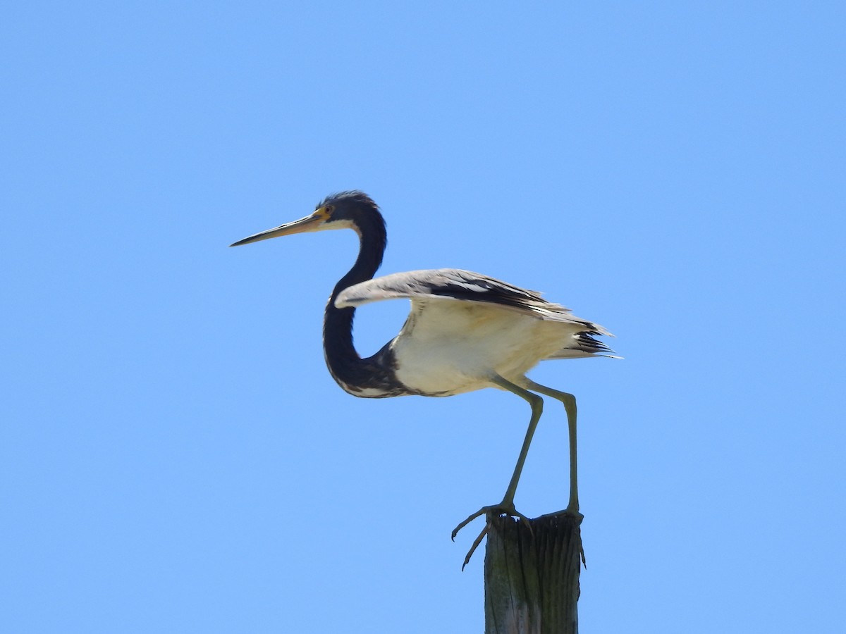 Tricolored Heron - Adrian Azar