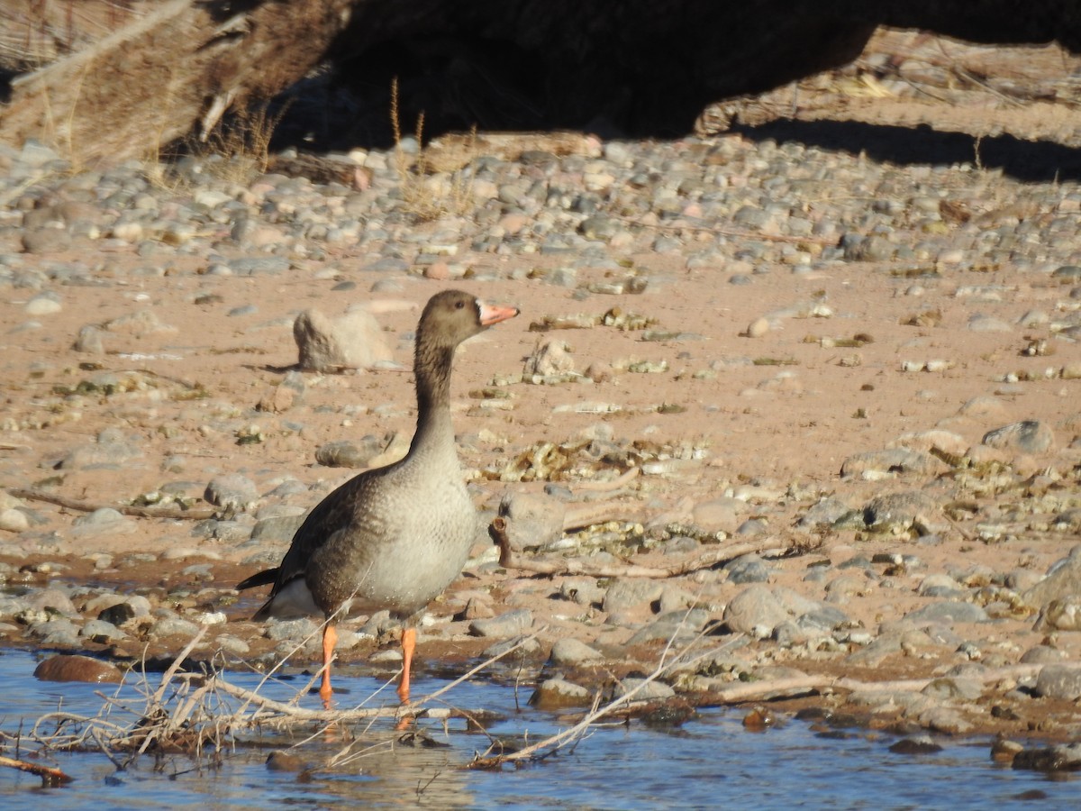Greater White-fronted Goose - ML306461701