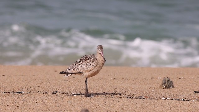 Marbled Godwit - ML306462381