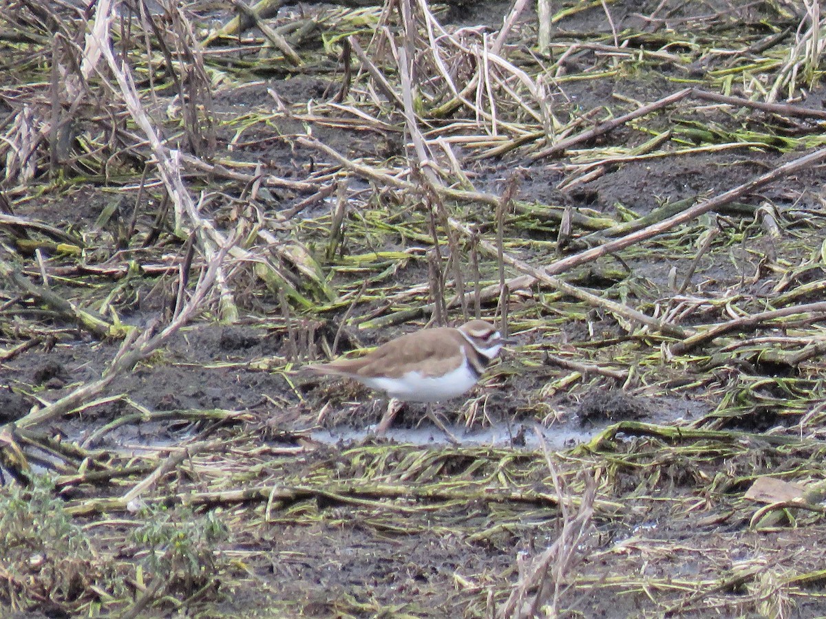 Killdeer - Keith Riding