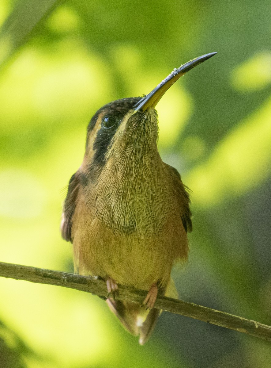 Stripe-throated Hermit - Sergio Rivero Beneitez