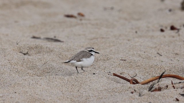 Snowy Plover - ML306467321