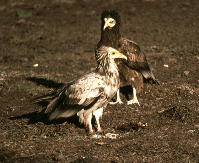 Egyptian Vulture - ML30646791