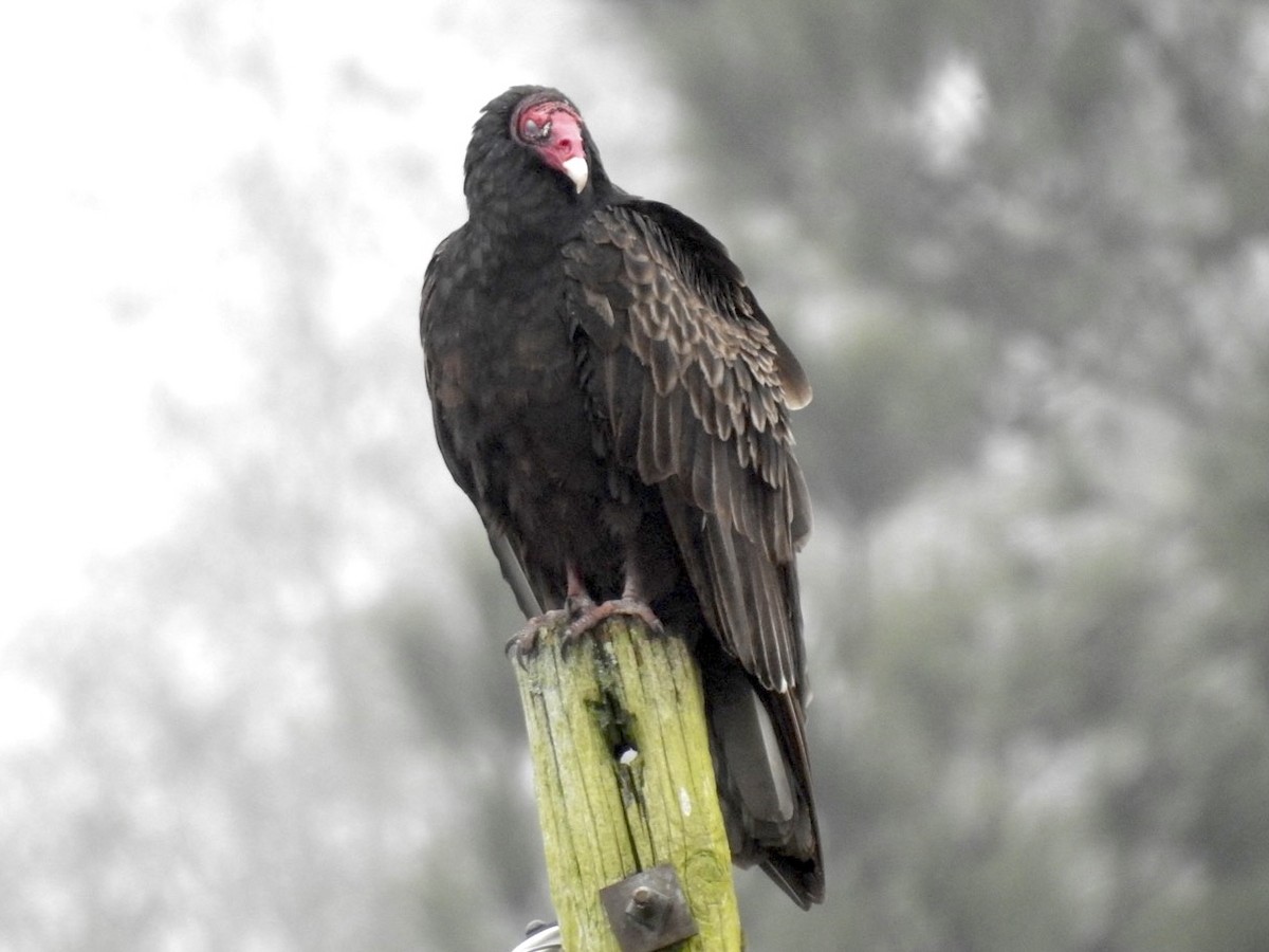 Turkey Vulture - ML306468191