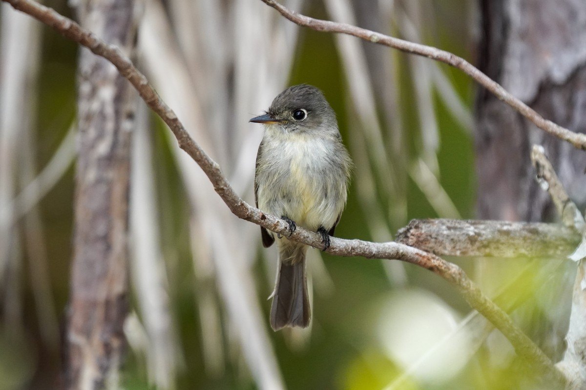 Cuban Pewee - Seth Yarkony