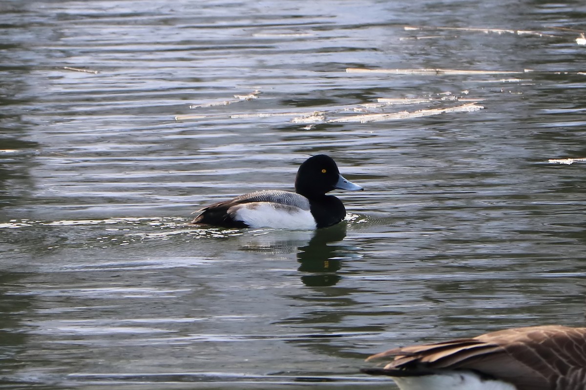 Greater Scaup - ML306468781