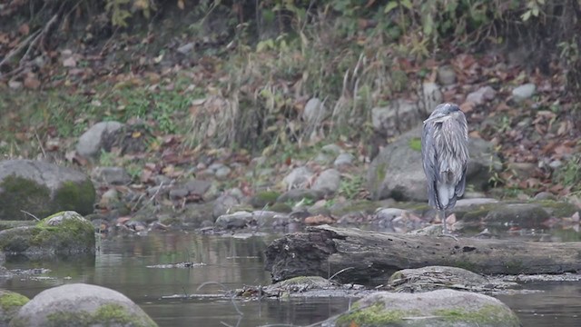 Great Blue Heron - ML306469261