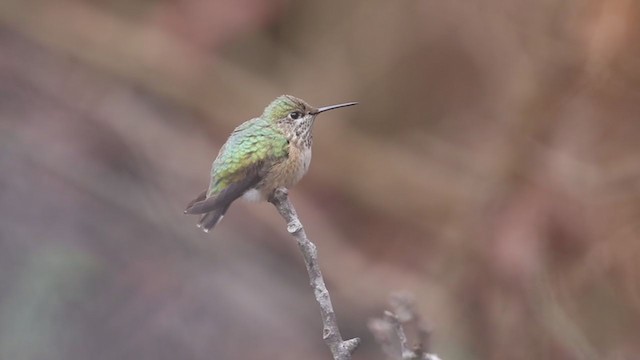 Colibrí Calíope - ML306469451