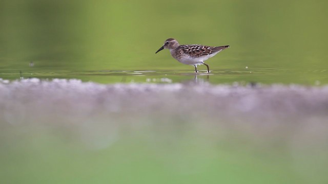 Least Sandpiper - ML306470531