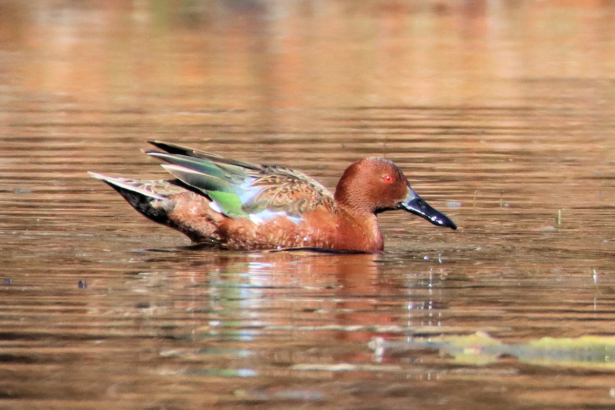 Cinnamon Teal - Diana Spangler