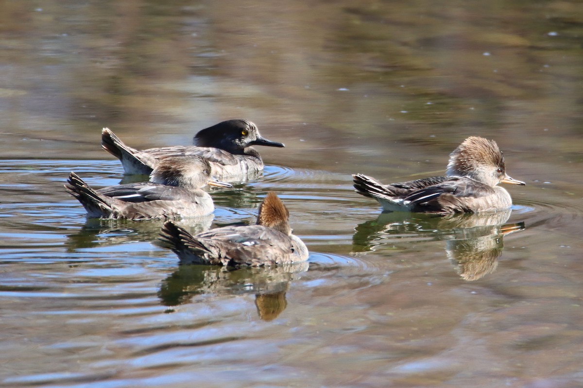 Hooded Merganser - ML306470801