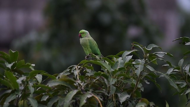 Rose-ringed Parakeet - ML306471461