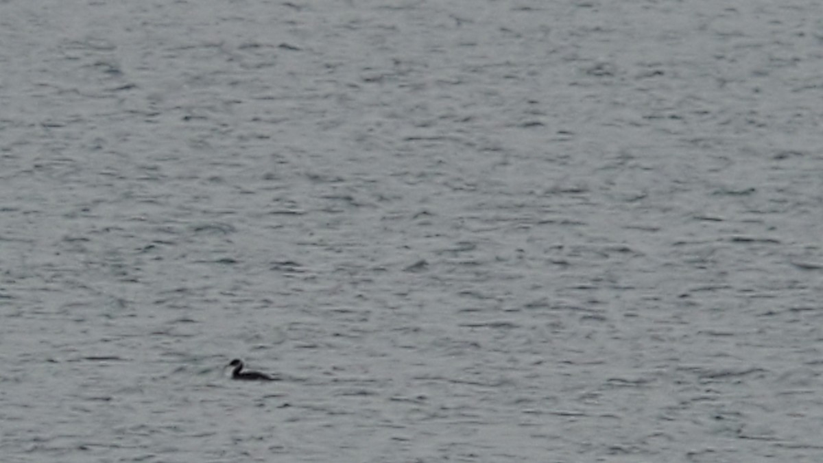 Red-necked Grebe - ML306471831