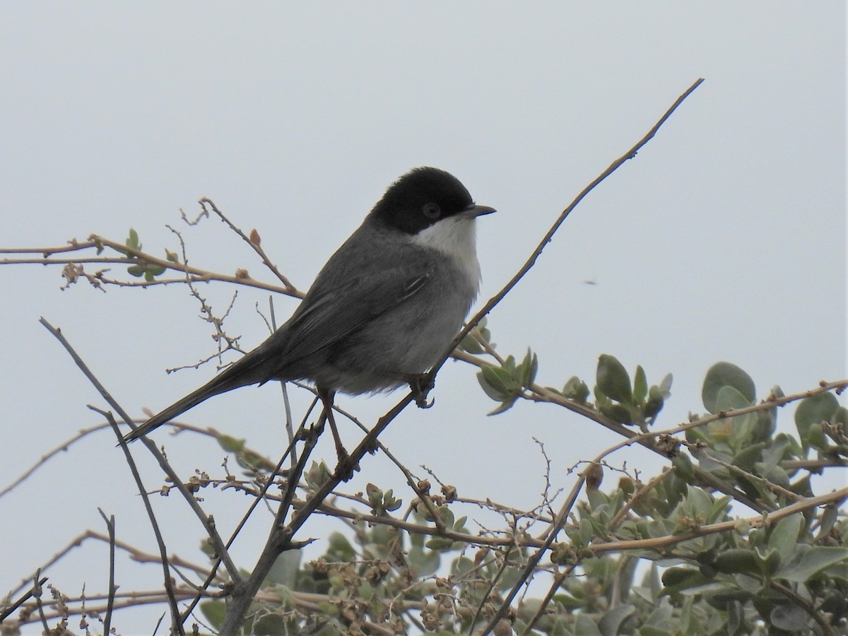 Sardinian Warbler - Joren van Schie