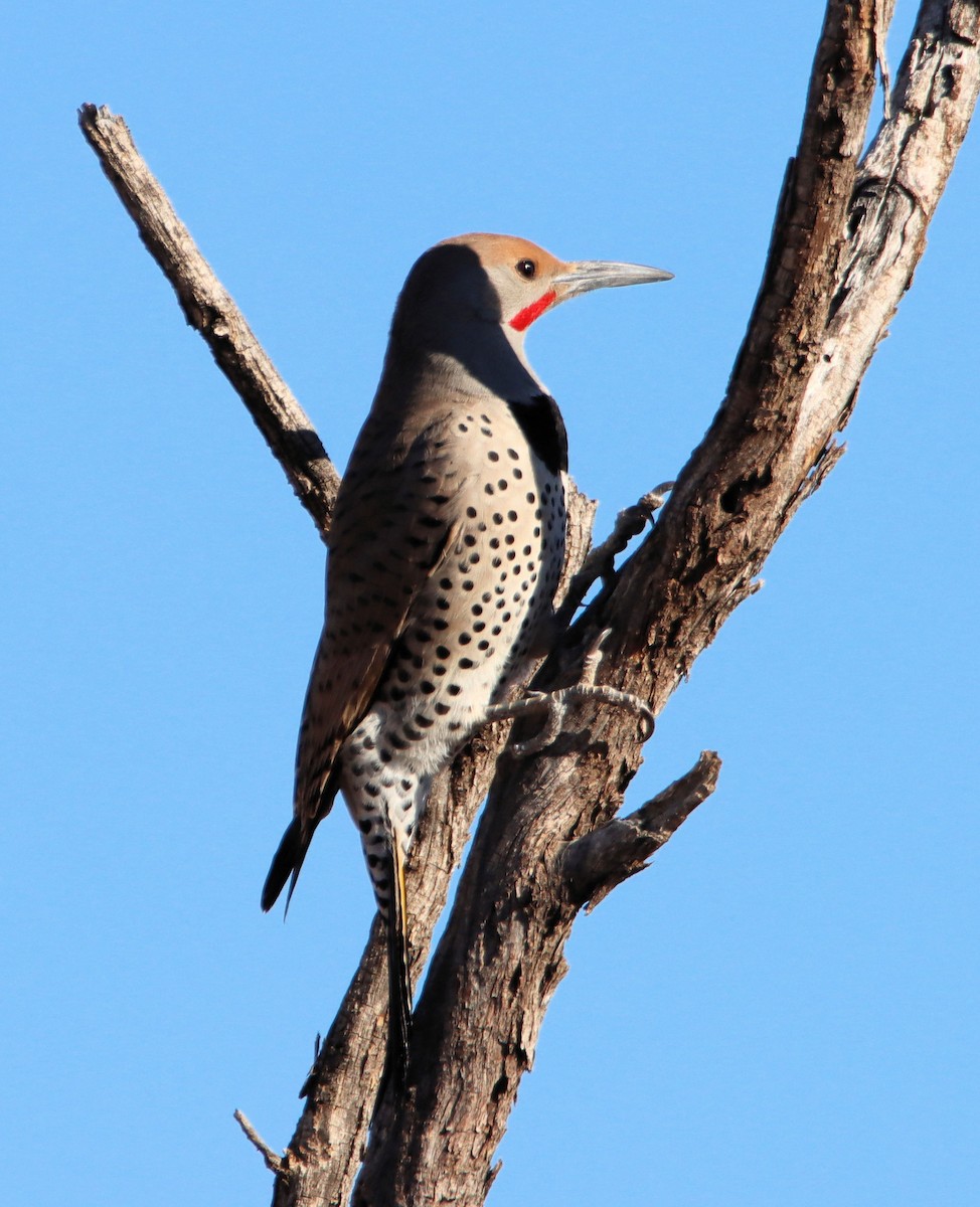 Gilded Flicker - Diana Spangler