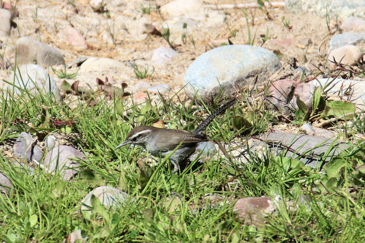 Bewick's Wren - Diana Spangler