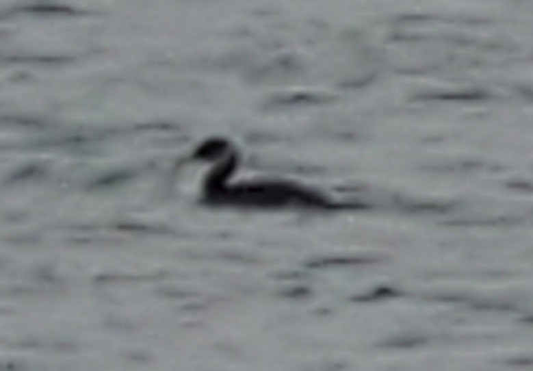 Red-necked Grebe - ML306472871