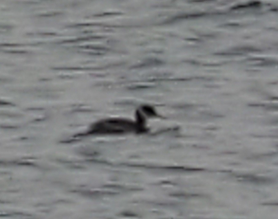 Red-necked Grebe - ML306472881