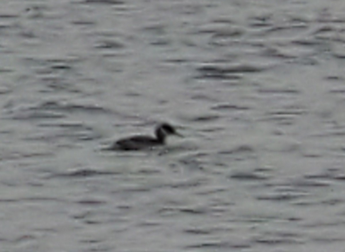 Red-necked Grebe - ML306472891