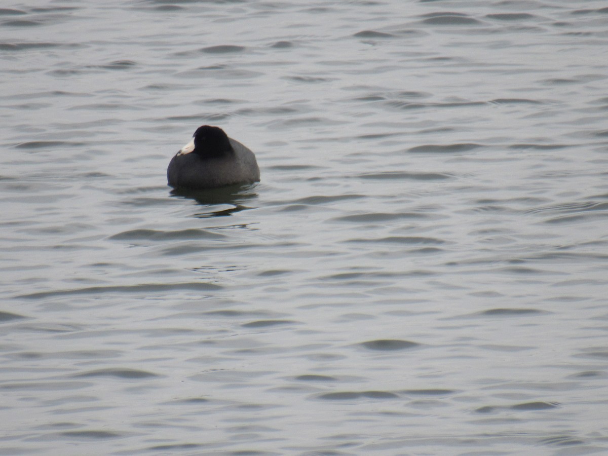 American Coot - ML306475381