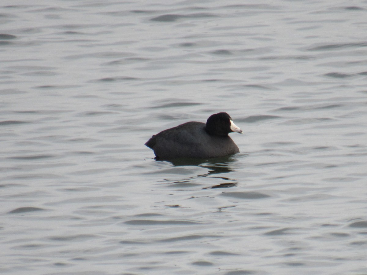 American Coot - ML306475391