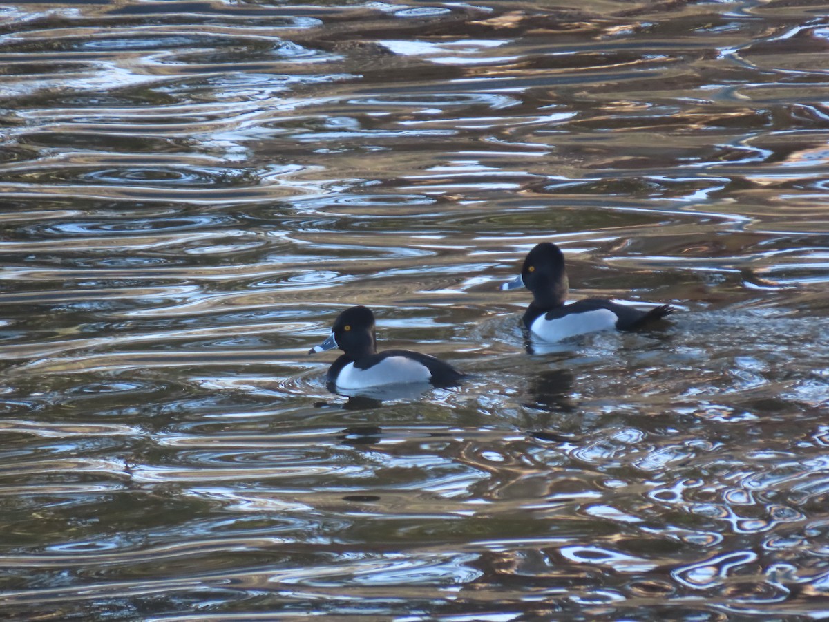Ring-necked Duck - ML306475621