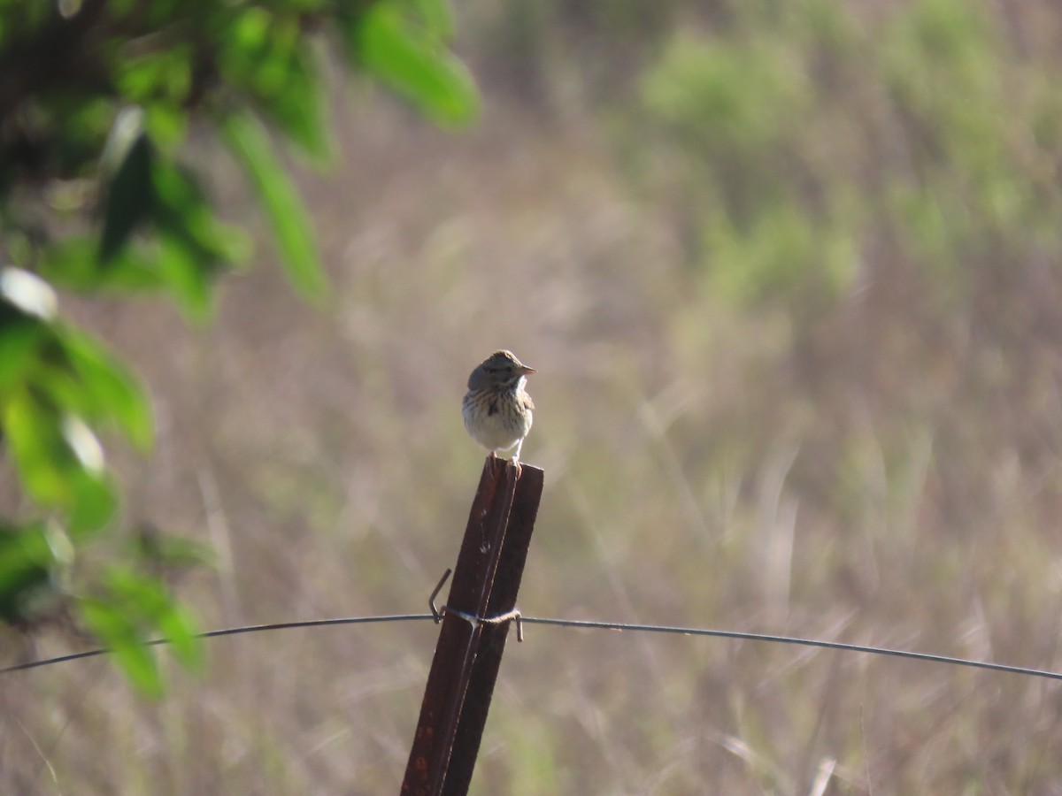 Lincoln's Sparrow - ML306475681
