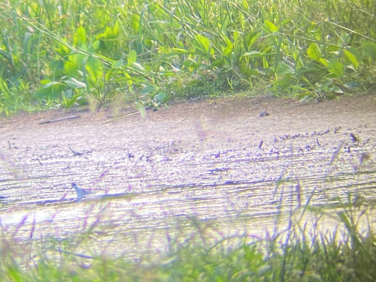 Phalarope à bec étroit - ML306476681