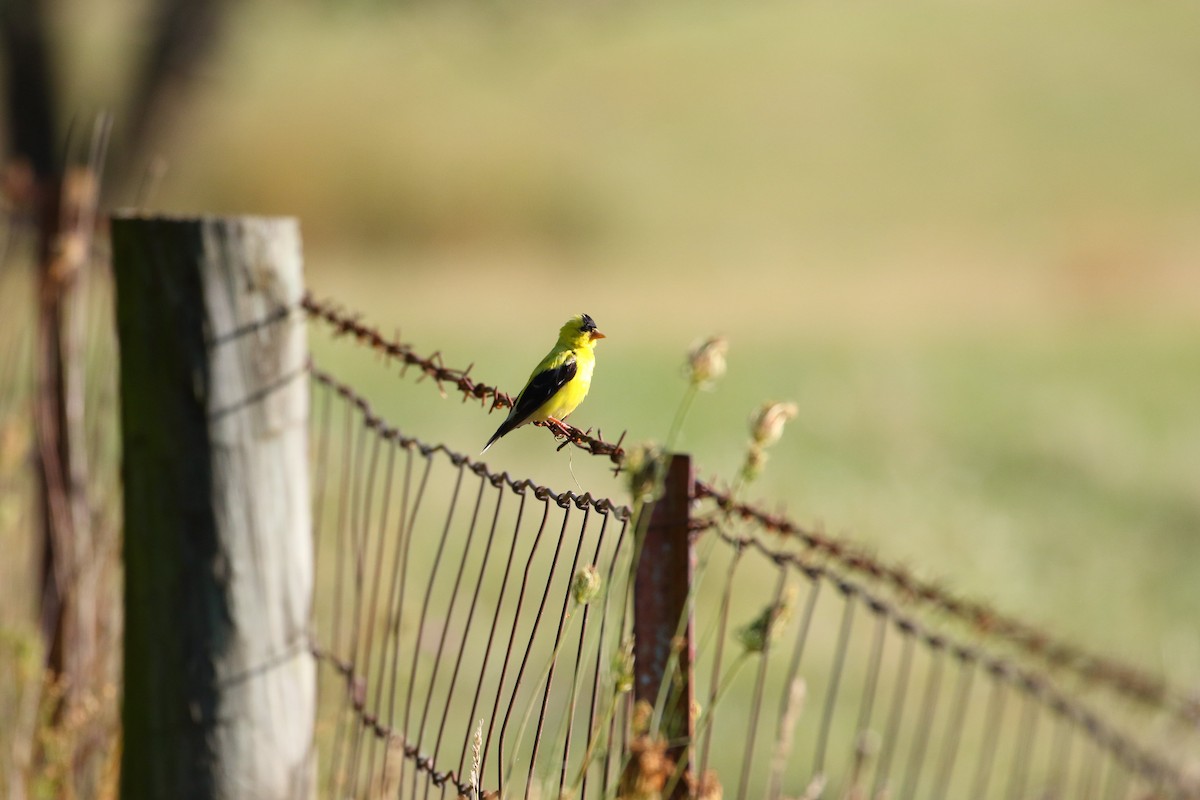 American Goldfinch - ML306477331