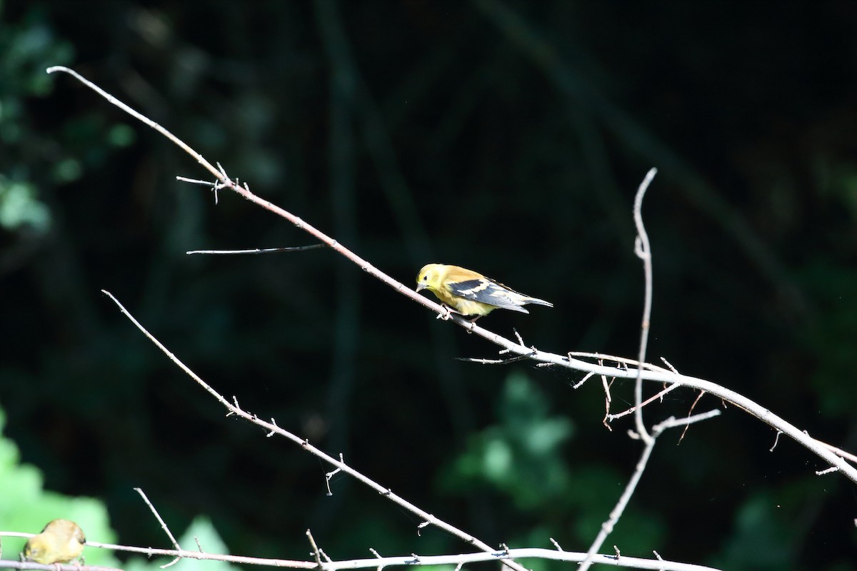 American Goldfinch - ML306477341