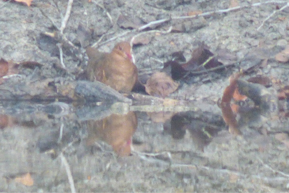 holub hnědočervený - ML30647751
