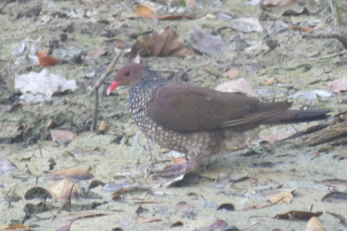 Scaled Pigeon - Laurie Koepke