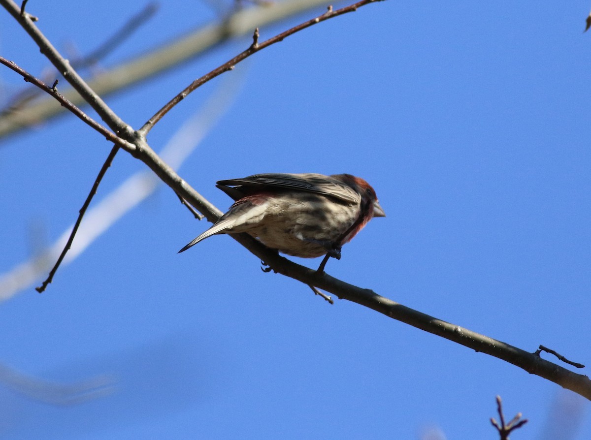 House Finch - ML306478691