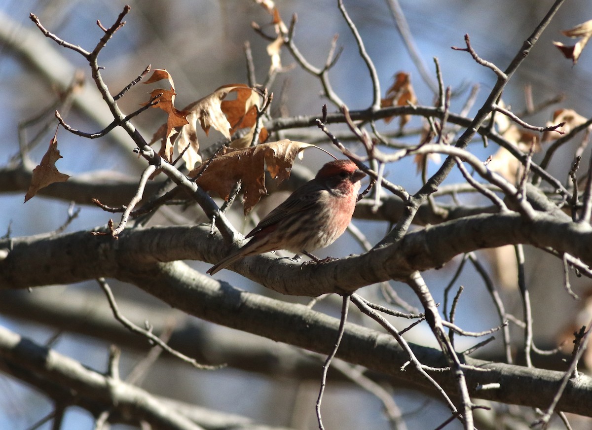 House Finch - ML306478711