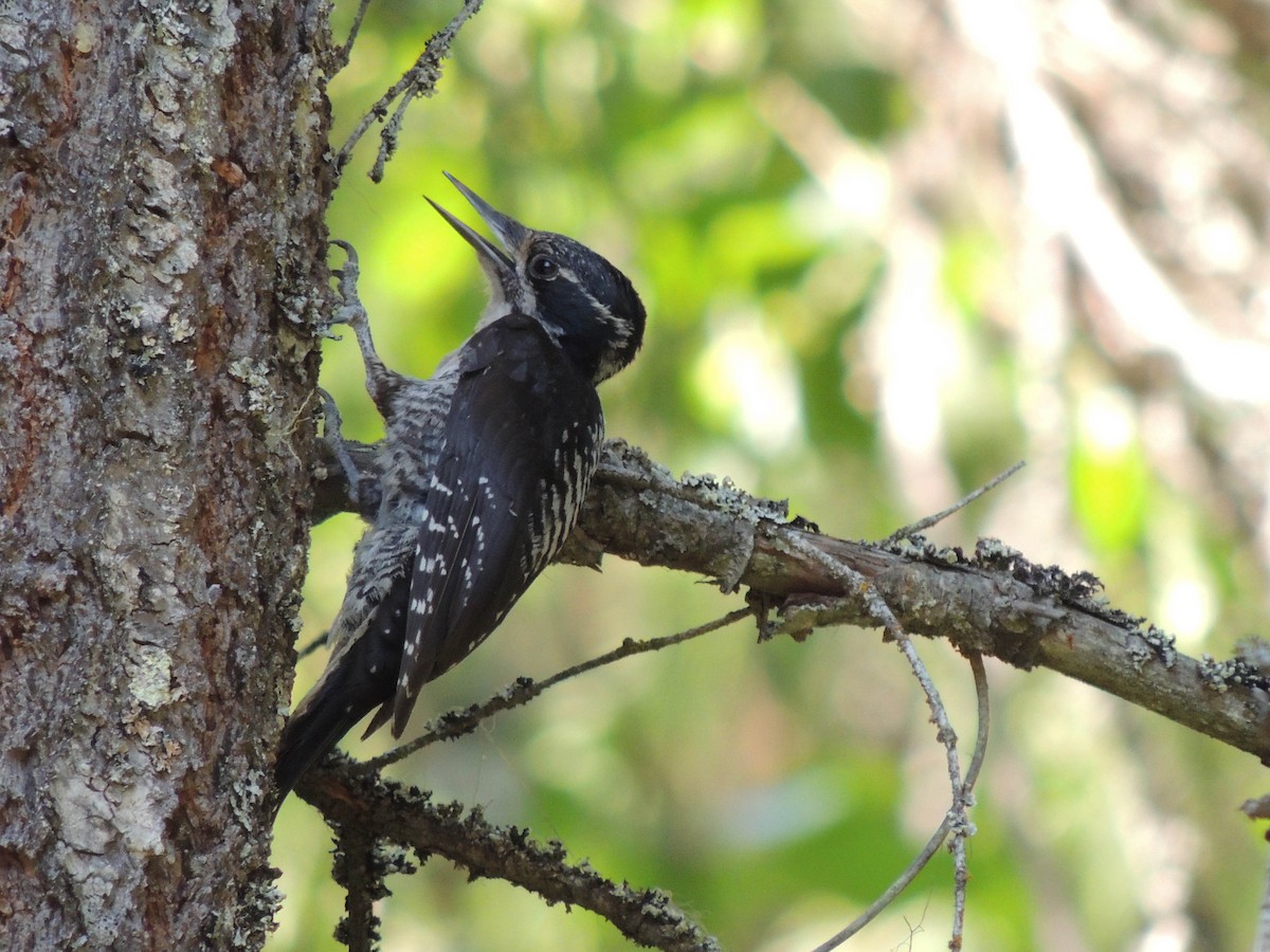 American Three-toed Woodpecker - ML306480731