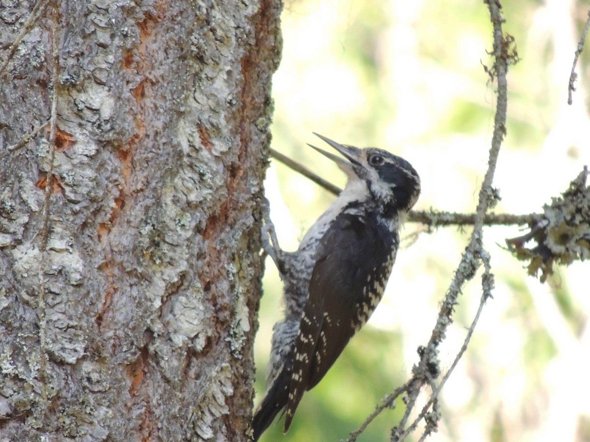 American Three-toed Woodpecker - ML306480831