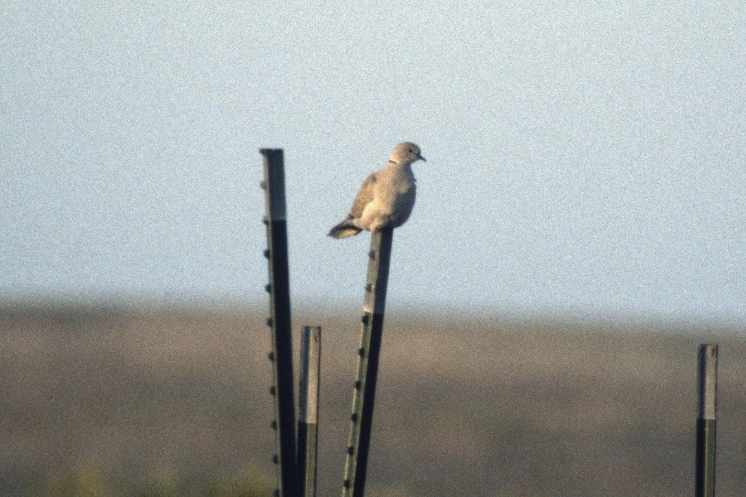 Eurasian Collared-Dove - ML306482641