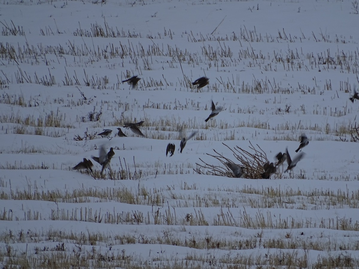 Horned Lark - Shey Claflin