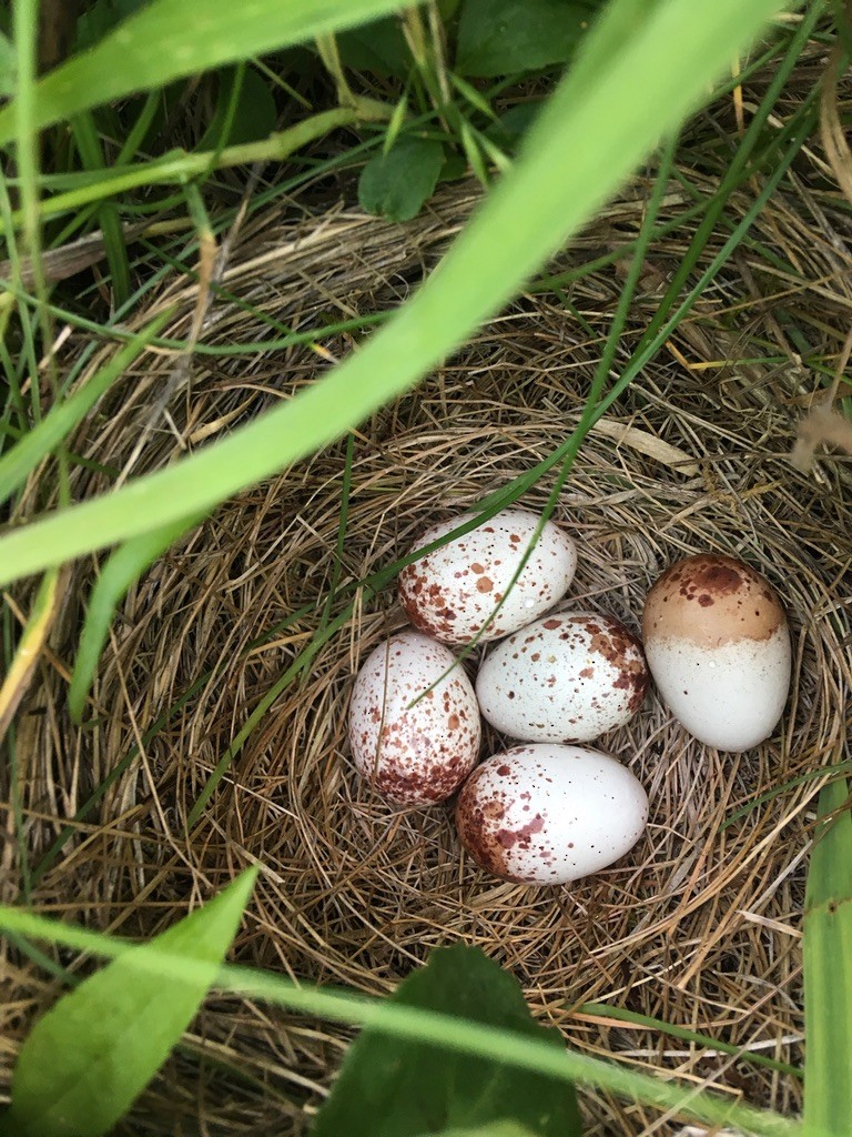 Eastern Meadowlark (Eastern) - Kevin Tolan