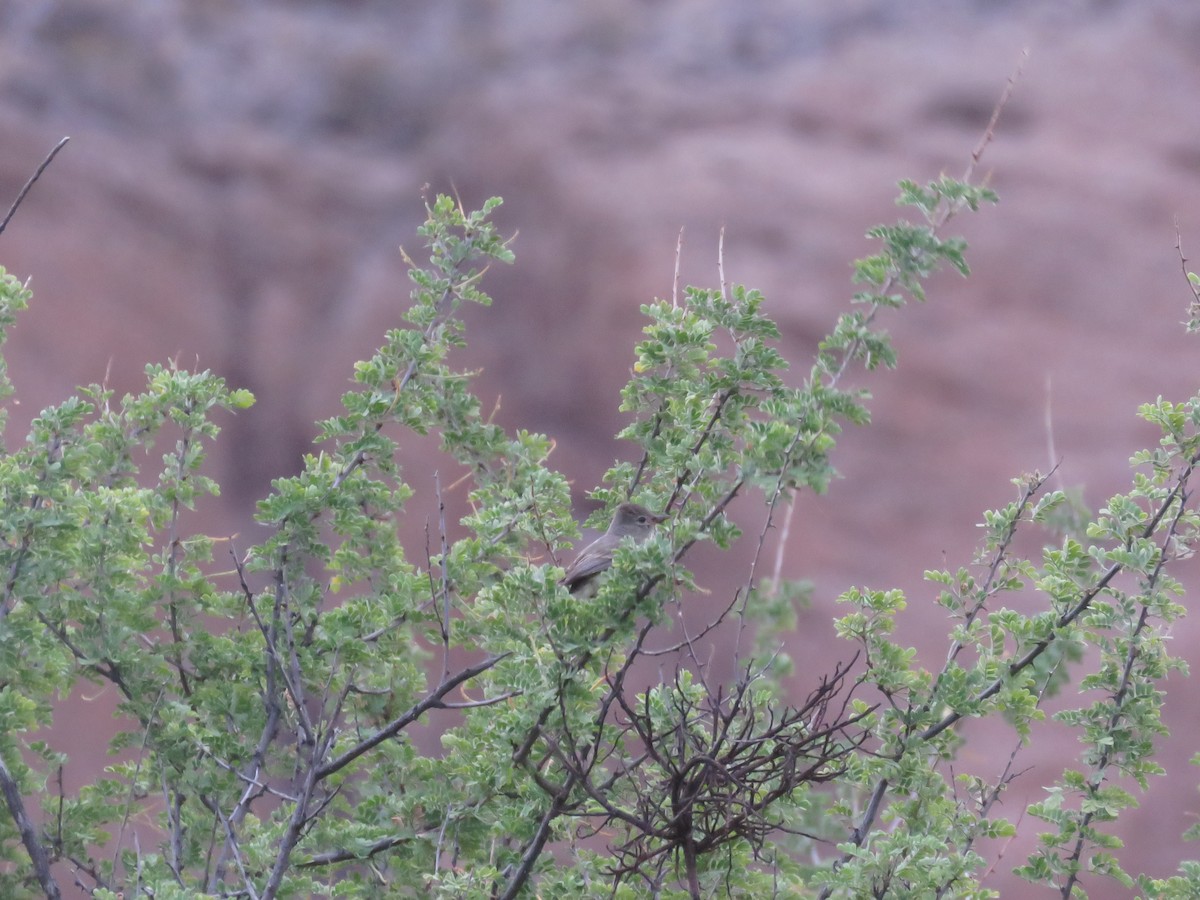 Northern Beardless-Tyrannulet - Jarrod  Swackhamer