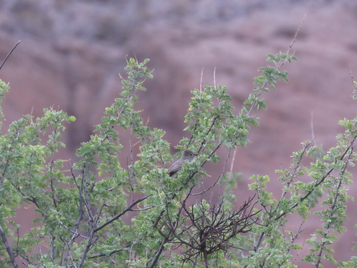 Northern Beardless-Tyrannulet - ML30648731