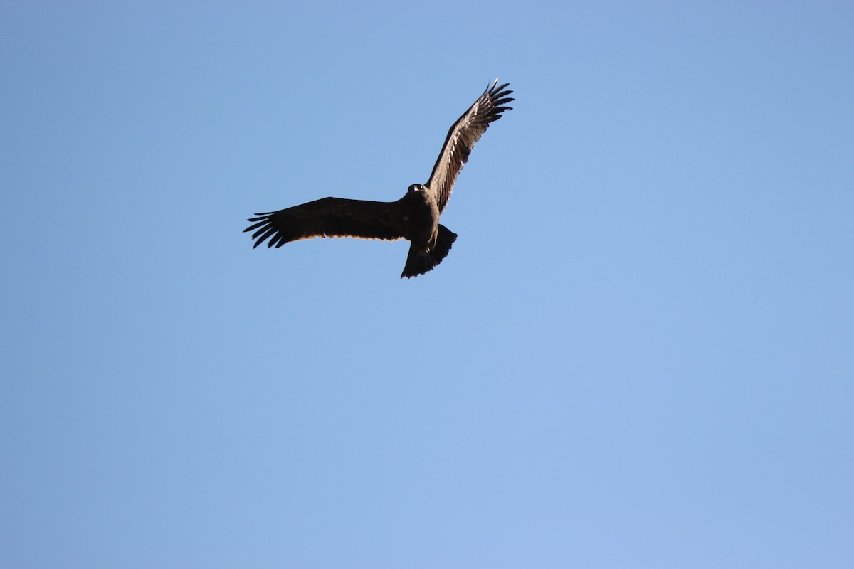 Águila Esteparia - ML306487471