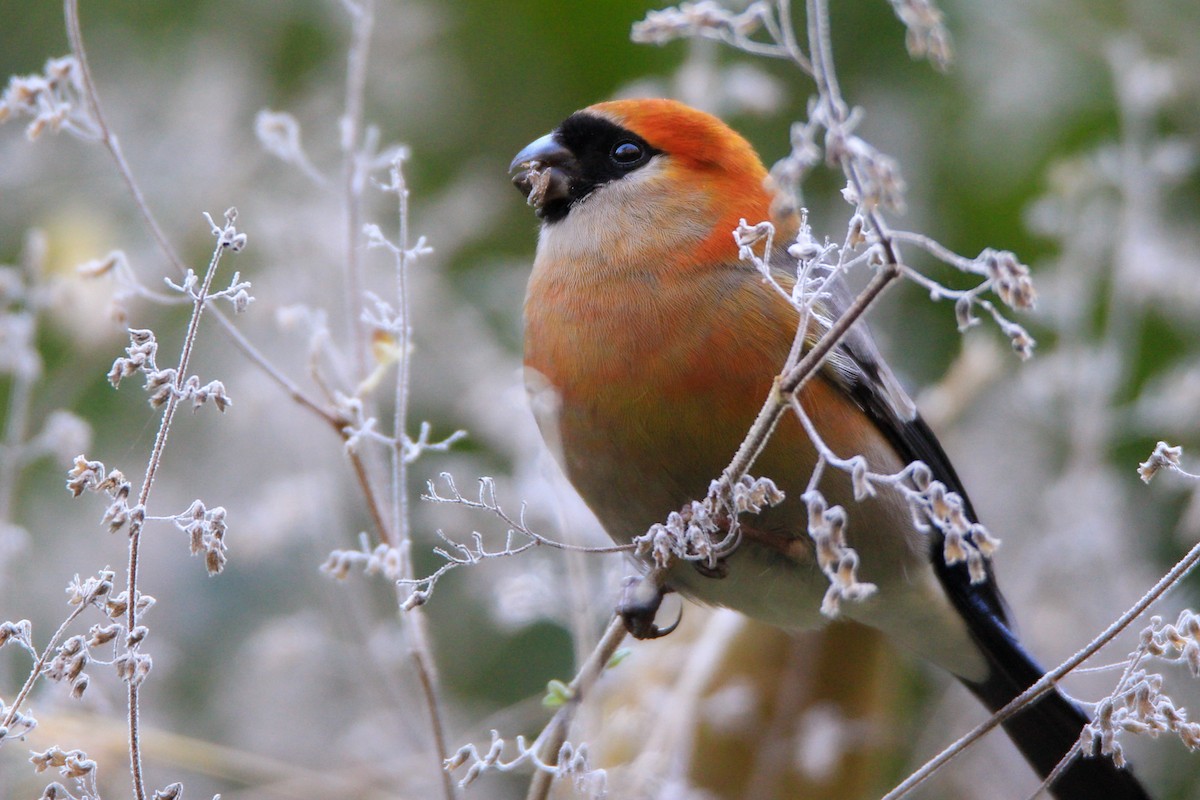Red-headed Bullfinch - ML306487861