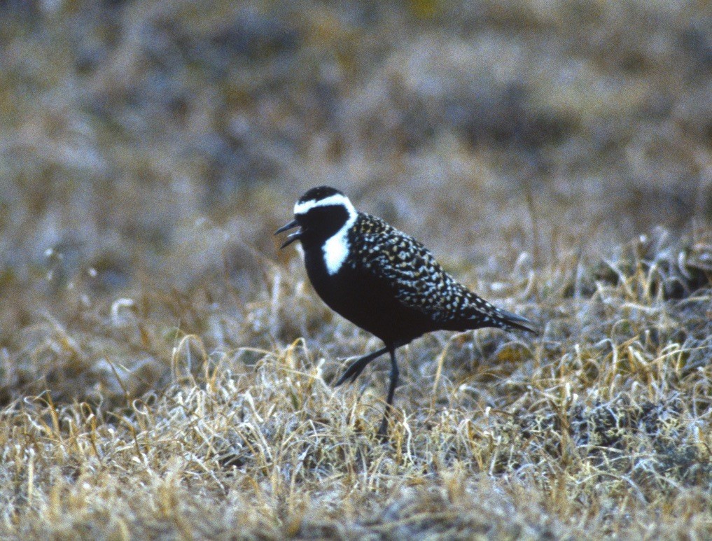 American Golden-Plover - ML306490601