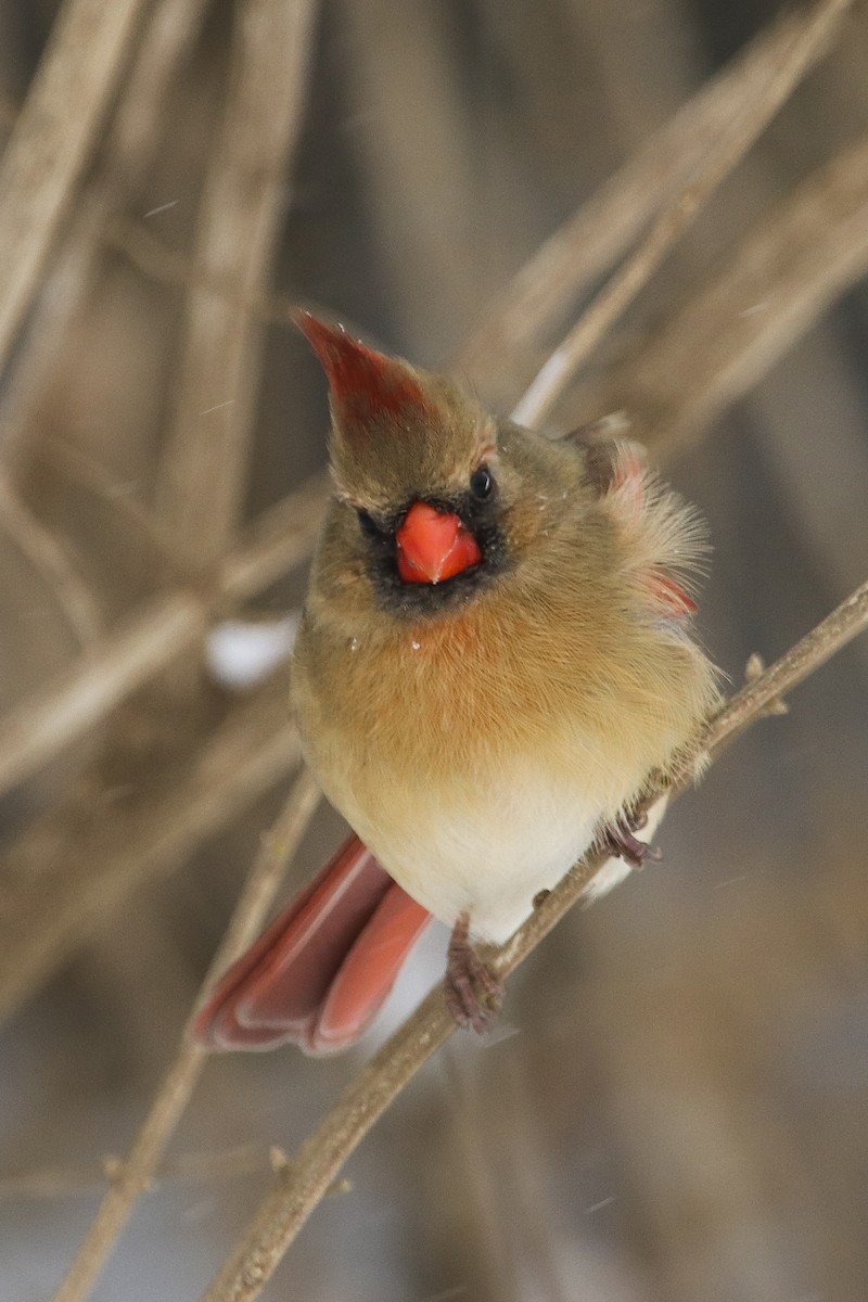 Northern Cardinal - ML306490971