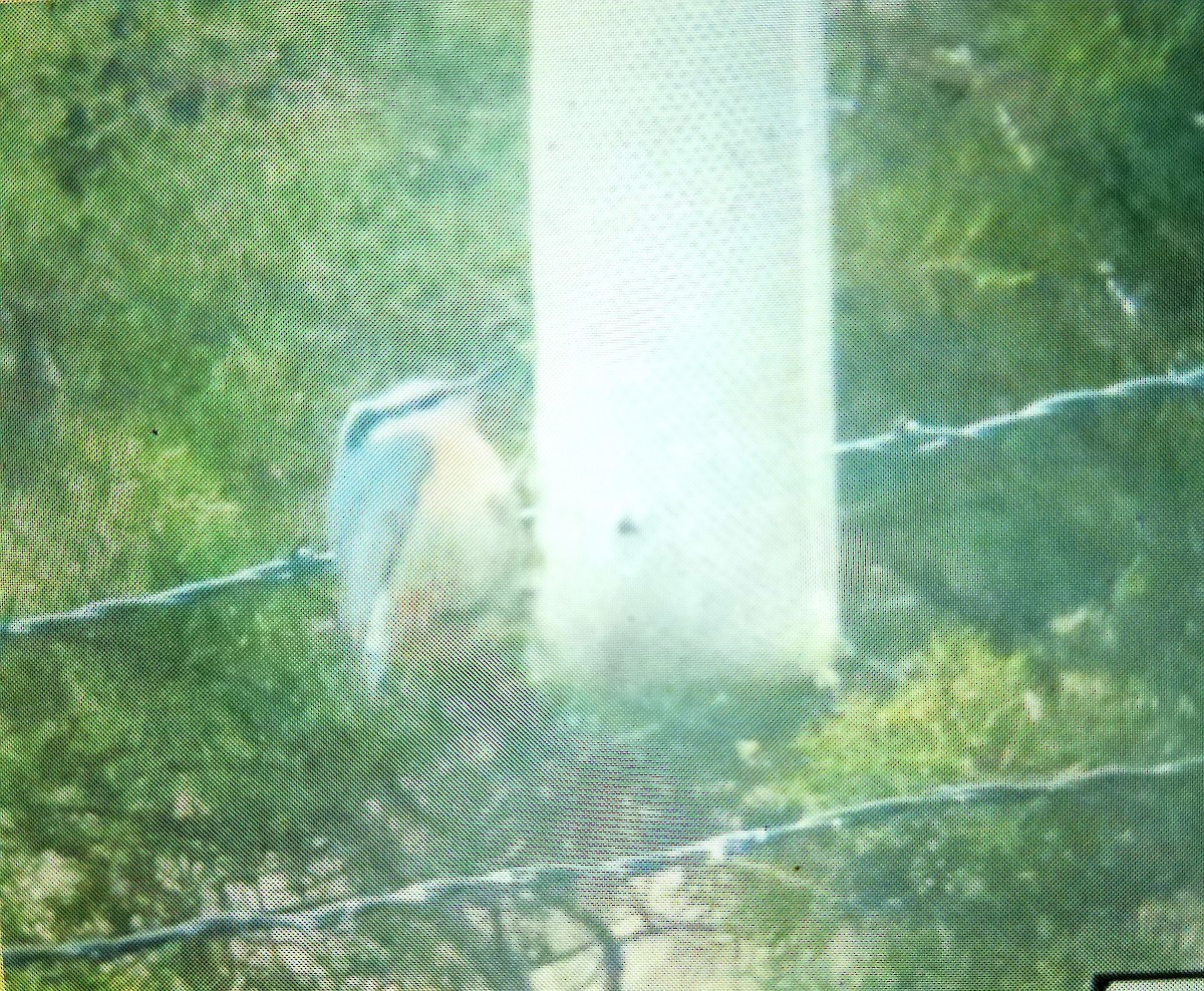 Red-breasted Nuthatch - Richard Wilde