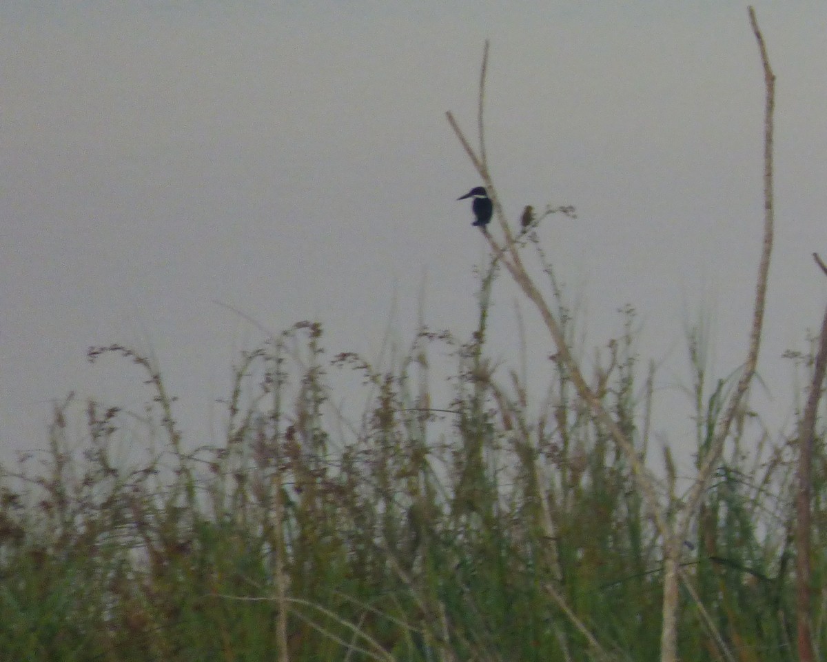 Green Kingfisher - ML30649181