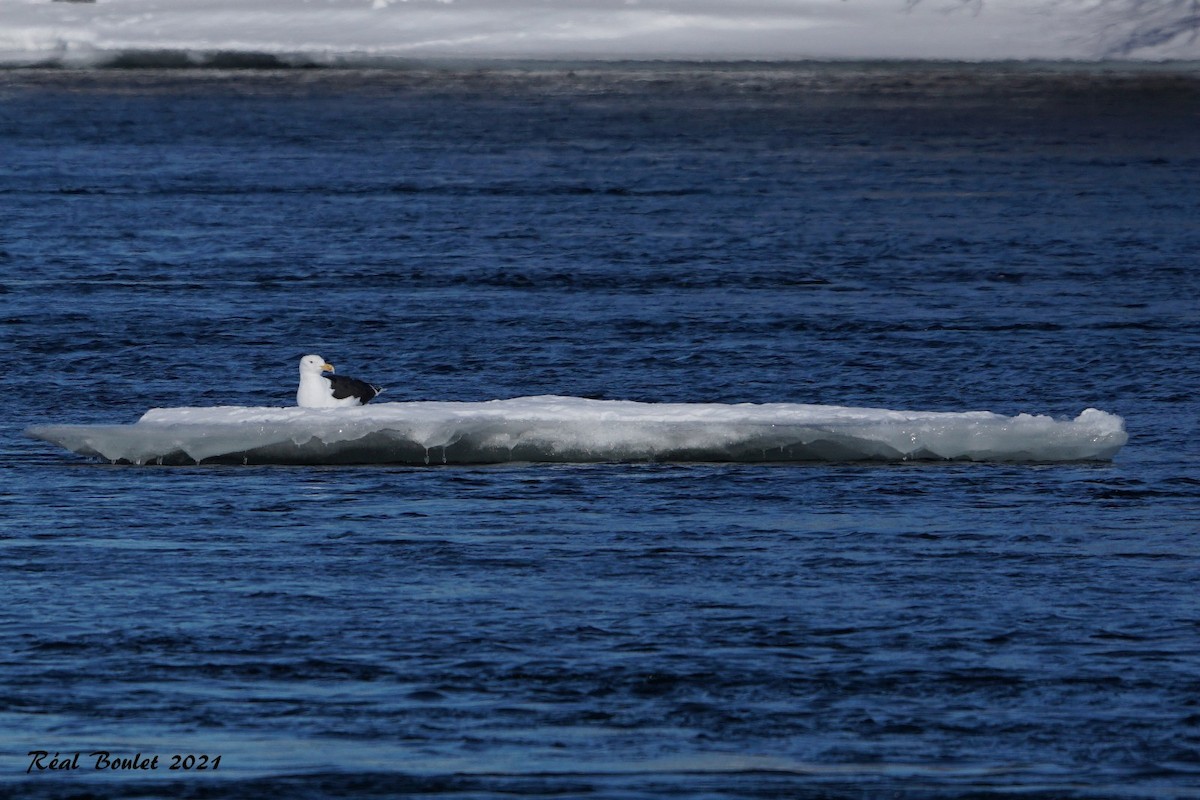 Great Black-backed Gull - ML306493921